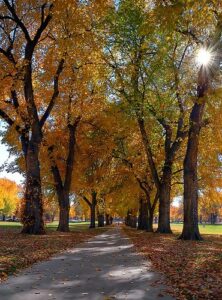 View of CSU Oval in the fall with a sidewalk in the middle and orange trees on either side.